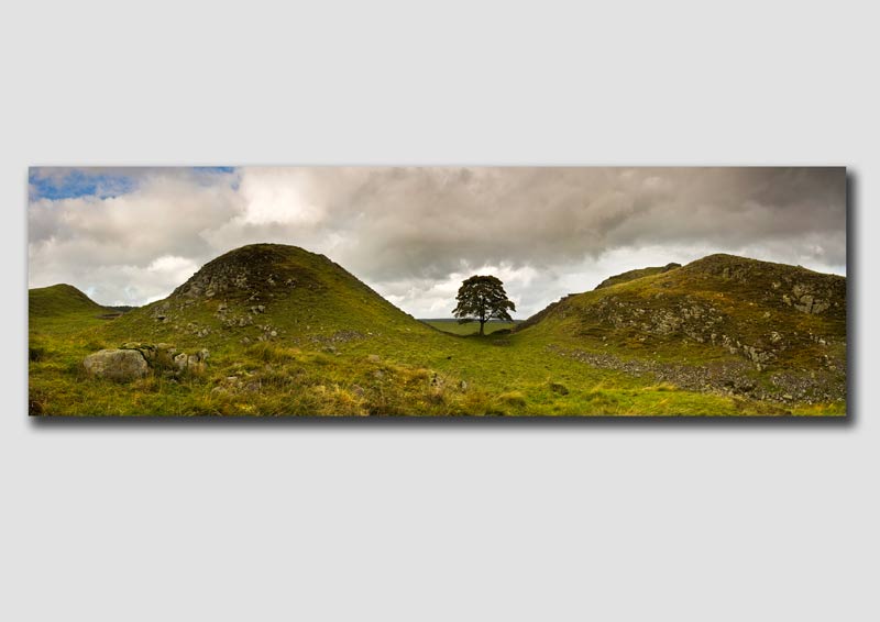 Sycamore Gap Panorama - Northumberland