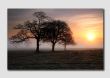 Trees in the Mist - PS062 - The Peak District