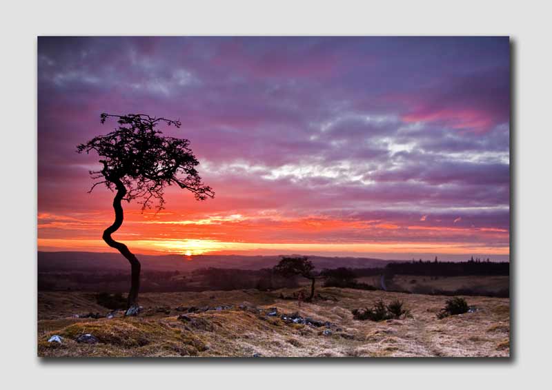 Twisted Tree at Sunrise - N4944