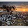 Twistleton Tree Sunset - W5D37835