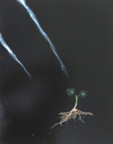 Cotyledon (The Empress)