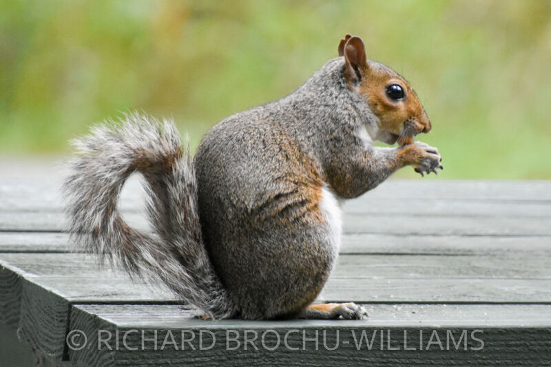 Squirrel