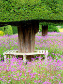 Levens Hall topiary