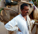 Karauli camel driver