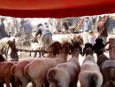 Sheep market - Kashgar