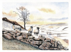 Winter North Yorkshire Dales