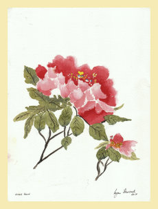 Chinese Peony