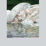 Cygnet sleeping