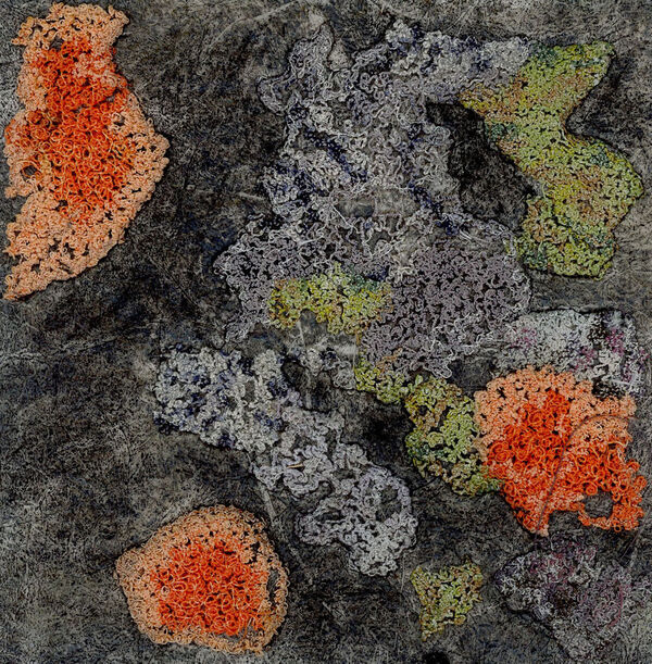 Fleeter 1 (Lichen)