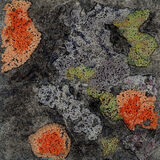 Flettur 1 (Lichen)