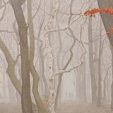 Storeton Woods February 19