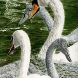 Swan family Birkenhead Park