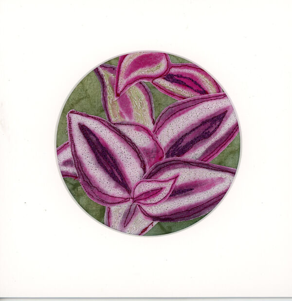 Tradescantia