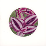 Tradescantia
