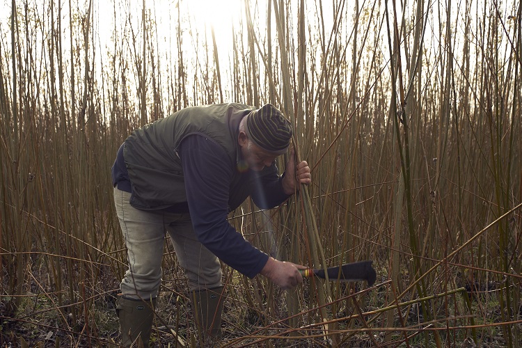 Baz Scampion Cutting Willow by Hand