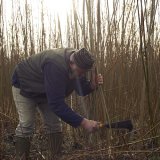 Cutting Willow with a Billhook