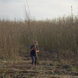 Emma bundling Willow in the Willow Beds