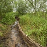 Burnham Willow Erosion Management
