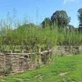 A Burnham Willow, Living Willow Tunnel Norwich Norfolk