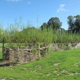 Living Willow Arch/Tunnel for Norwich City Council by Burnham Willow