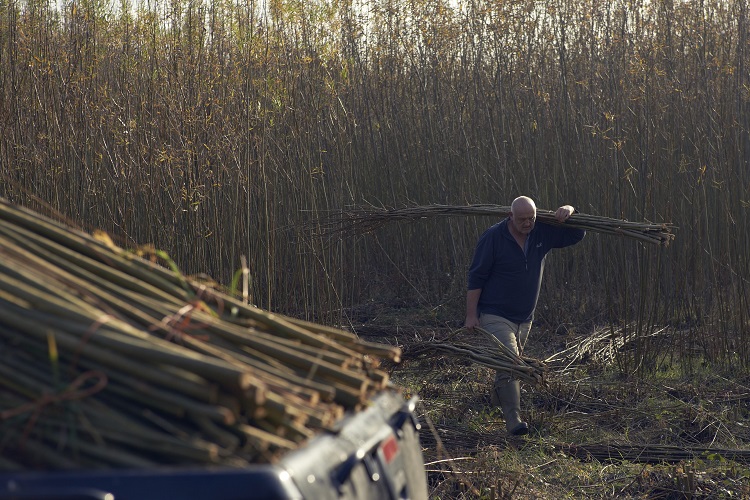 Baz Scampion Working in the Burnham Willow Beds