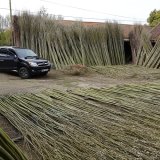 Burnham Willow Fresh Willow in our Yard