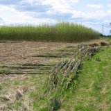 Burnham Willow Bed Management