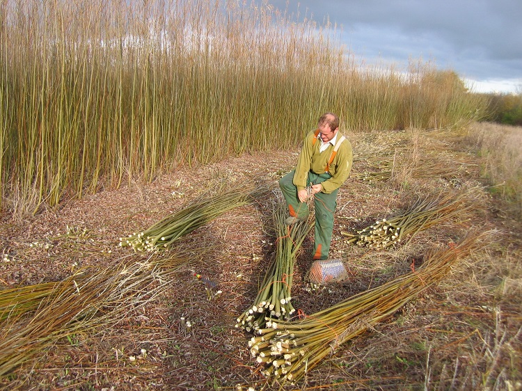 Andy Bloomfield bundling in the Burnham Willow Beds