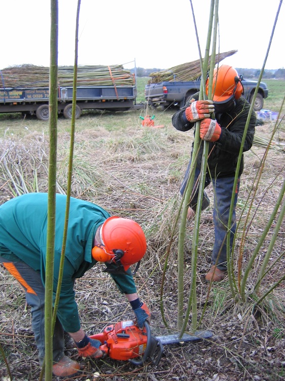 Burnham Willow Cutting Willow