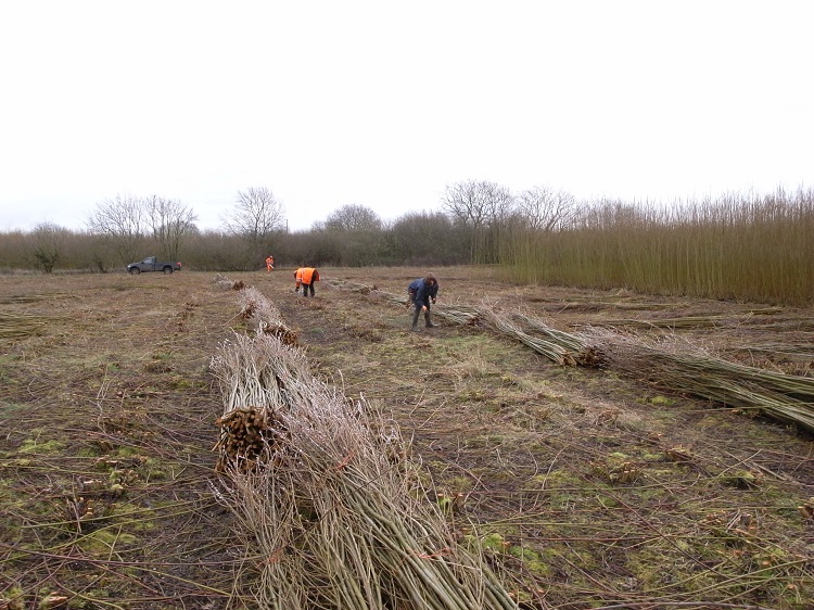 Burnham Willow Cutting and Stacking
