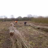 Burnham Willow Cutting and Stacking
