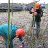 Burnham Willow Cutting Willow