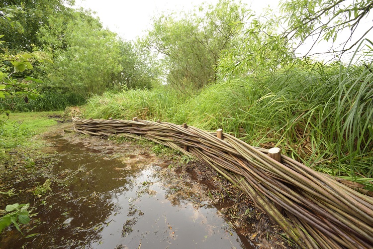 Burnham Willow Erosion Management