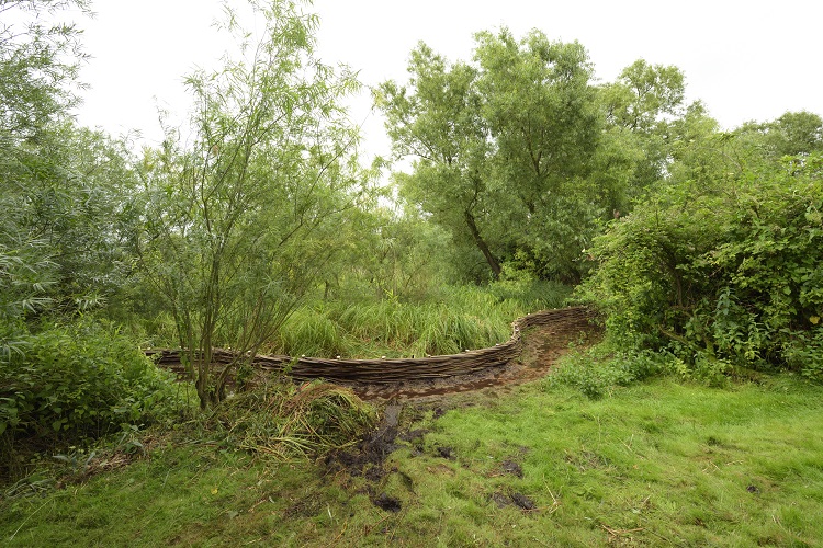 Burnham Willow Erosion Management