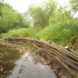 Burnham Willow Erosion Management