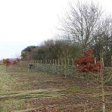 Willow Fence: a work in progress Burnham Market Norfolk