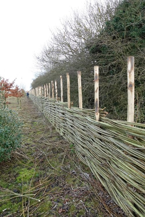 Burnham Willow Fencing being made in Burnham Market