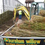 Burnham Willow at the RHS Chelsea Flower Show