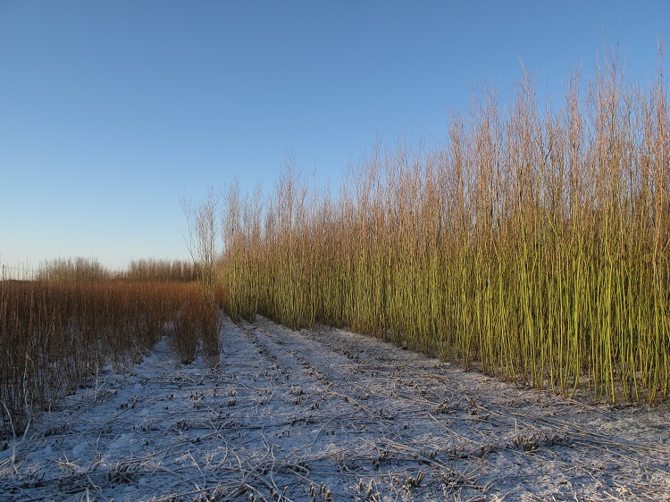 Winter in the Burnham Willow Beds