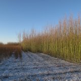 Winter in the Burnham Willow Beds
