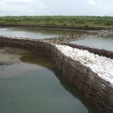 Burnham Willow Erosion Management