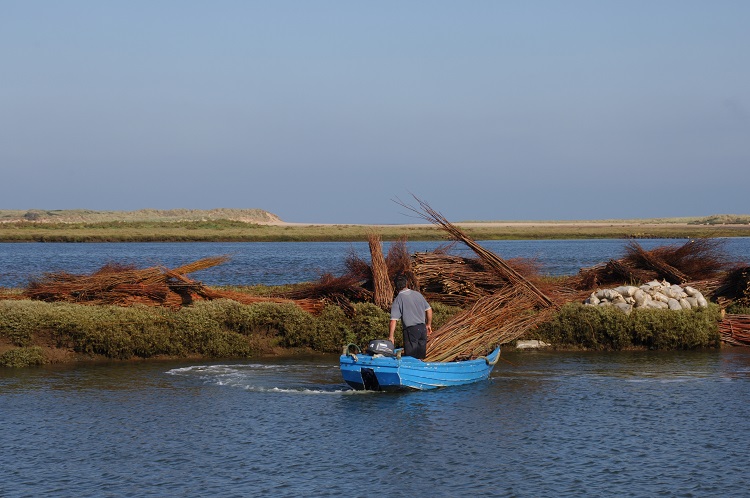 Burnham Willow Erosion Management at Burnham Overy Staithe