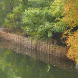 Burnham Willow Erosion Management on the River Wensum Norwich