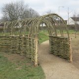 A Burnham Willow, Living Willow Tunnel Norwich Norfolk