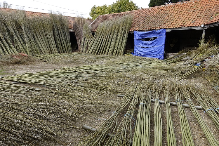 Burnham Willows being processed in our yard