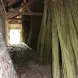 Burnham Willow Stored Willow in our Yard