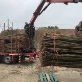 Burnham Willow Delivery of harvested Willow to the Yard