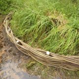 Burnham Willow Erosion Management