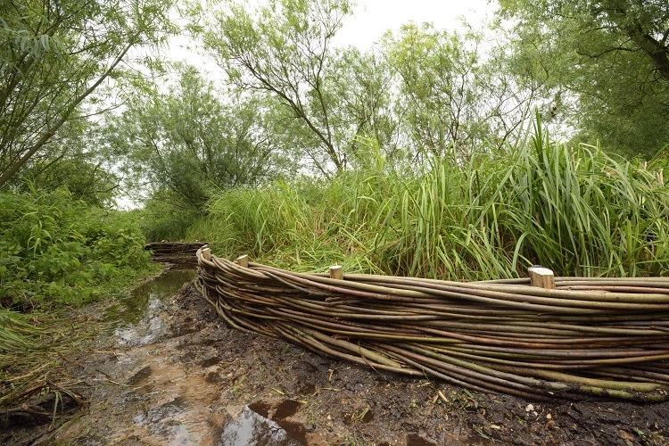 Burnham Willow Erosion Management