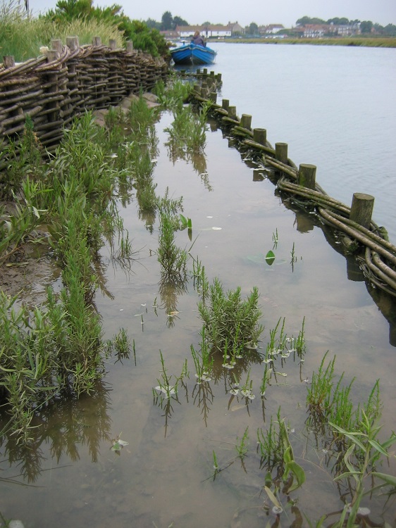 Erosion Control Structure by Burnham Willow at Burnham Overy Staithe